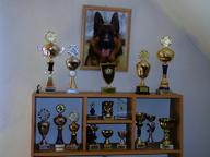 Německý ovčák štěňata - Rokycany