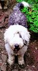 Sheepadoodle