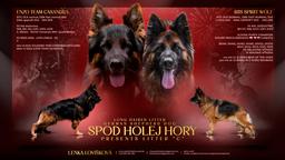 Dlhosrstý nemecký ovčiak