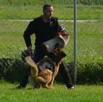 Dlhosrstý nemecký ovčiak