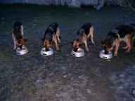 Německý ovčák štěňata - Rokycany