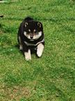Shiba inu šteniatka