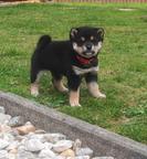 Shiba inu šteniatka