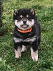 Shiba inu šteniatka