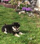 Shiba inu šteniatka
