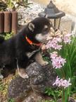 Shiba inu šteniatka