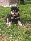 Shiba inu šteniatka