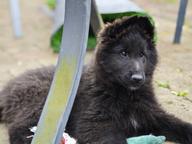 Belgický ovčák - Groenendael, 3 měs.pejsek s PP