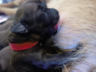 Chovatelská stanice Principessa Rosso nabízí štěňátka IT z výjimečného spojení.