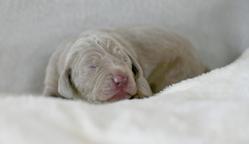 Weimaraner - puppy with pedigree