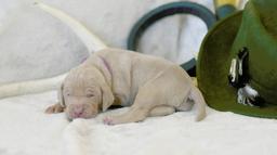 Weimaraner - puppy with pedigree