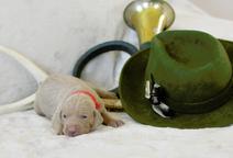 Weimaraner - puppy with pedigree