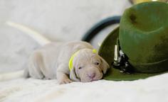 Weimaraner - puppy with pedigree