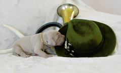 Weimaraner - puppy with pedigree