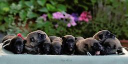 Belgický ovčák - Malinois, štěňátka s PP ze zahraničního krytí