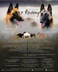 Belgický ovčák - Malinois, štěňátka s PP ze zahraničního krytí
