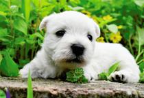 West highland white terrier - Westy