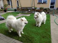 Samojed od CHS Bílý křemínek