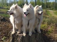 Samojed od CHS Bílý křemínek