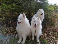Samojed od CHS Bílý křemínek