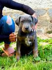 American Bully XL