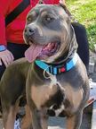 American Bully XL