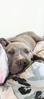 American Bully XL