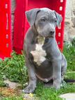 American Bully XL