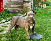 American Bully XL
