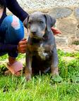American Bully XL