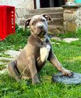 American Bully XL