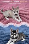 Alaskan Klee Kai
