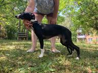 Whippet