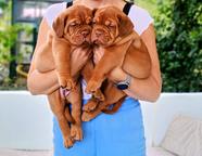 Dogue de Bordeaux
