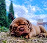 Dogue de Bordeaux