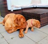 Dogue de Bordeaux