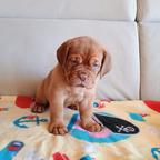 Dogue de Bordeaux