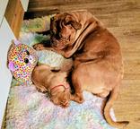 Dogue de Bordeaux