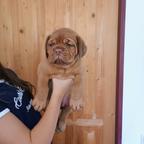 Dogue de Bordeaux