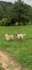 Kangal - Anatolský pastevec