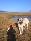 Kangal - Anatolský pastevec