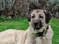 Kangal - Anatolský pastevec