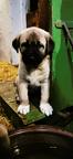 Kangal - Anatolský pastevec
