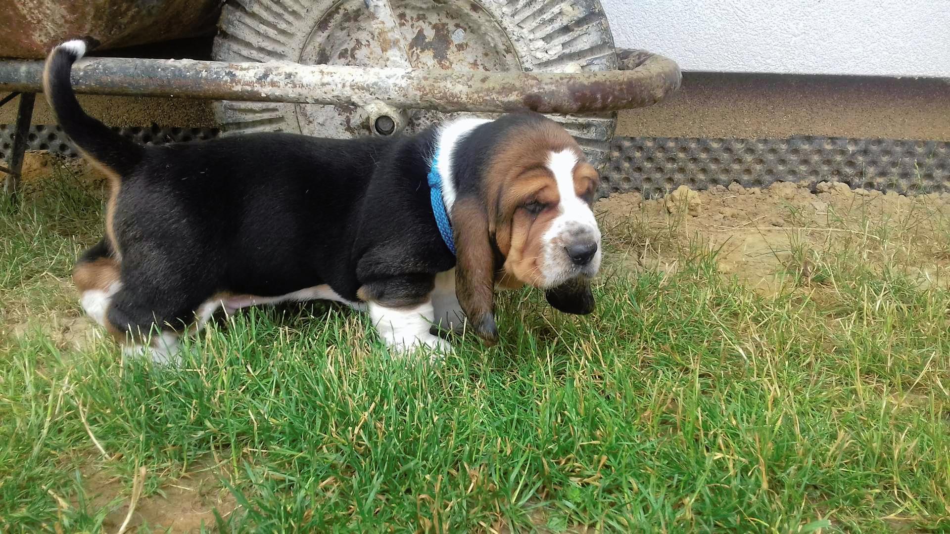 Basset Hound Stene Stenata Na Prodej Cz Dogva Com Inzerce Psu