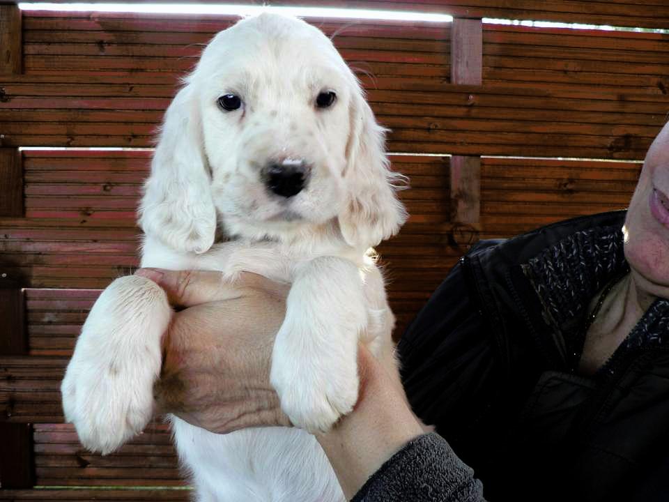 Anglický setr-elegantní společník | Štěňata na prodej | cz.DOGVA.com ...