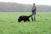 Belgický ovčák - Groenendael, z pracovní krve - Belgický ovčák (015)