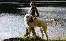 Anatolský pastevecký pes - kangal, štěňata s PP - Anatolský pastevecký pes (331)