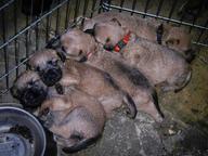 Irish Soft Coated Wheaten Terrier - 6 chlapců na prodej! - Irský jemnosrstý pšeničný teriér (040)