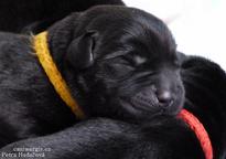 Černá štěňátka Labrador Retrievera s PP - Labradorský retrívr (122)