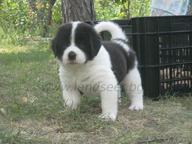 Landseer deti - Landseer (226)